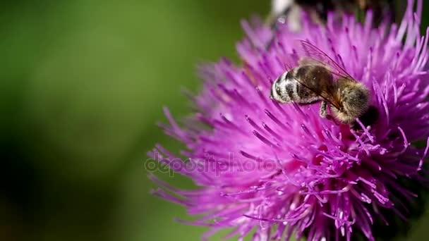 Бджола на цвітінні будяка — стокове відео