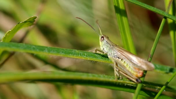 Sauterelle dans une prairie — Video