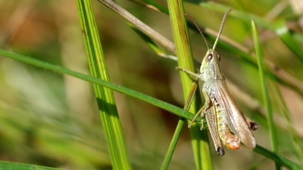 Sauterelle dans une prairie — Video