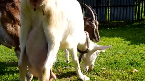 Cabras no quintal — Vídeo de Stock