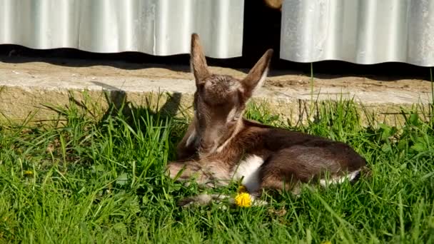 Kleine een jonge geit in het gras — Stockvideo