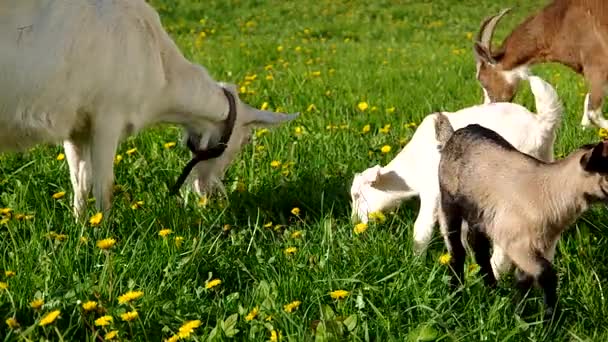 Коза ест траву — стоковое видео