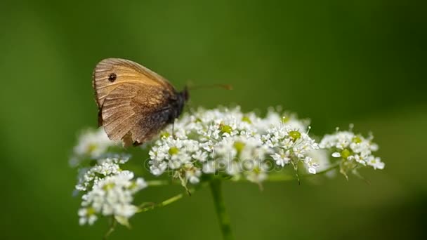 Schmetterling auf einer Blume — Stockvideo