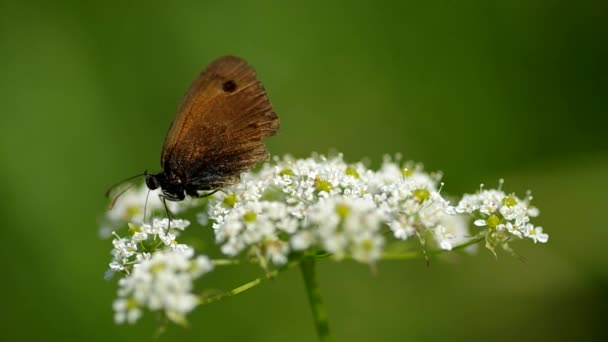 Schmetterling auf einer Blume — Stockvideo