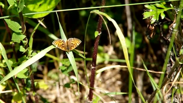 Schmetterling auf einem Blatt — Stockvideo