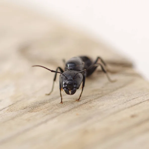 Black ant on wood — Stock Photo, Image