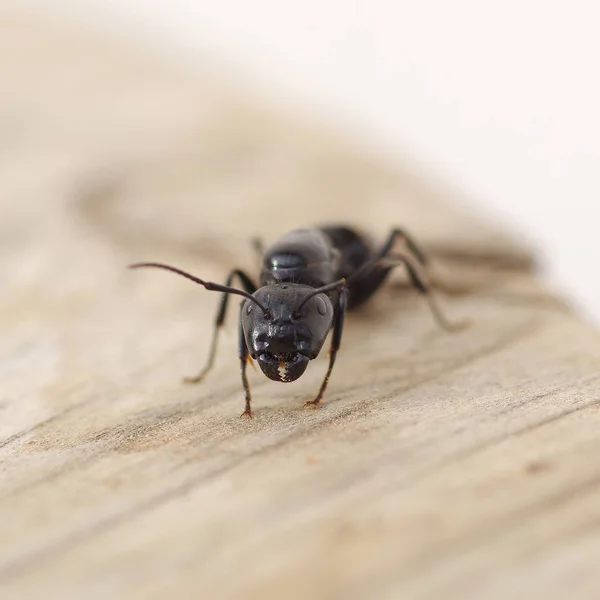 Zwarte mier op hout Rechtenvrije Stockafbeeldingen