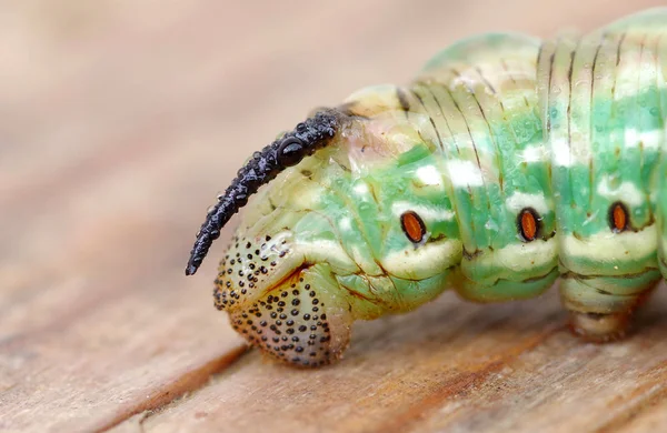 Zielona gąsienica — Zdjęcie stockowe