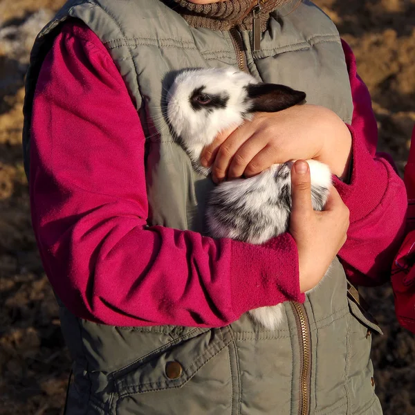 Ellerinde siyah ve beyaz tavşan — Stok fotoğraf