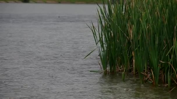 Regn på sjön — Stockvideo