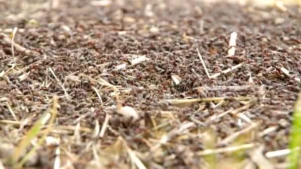 Anthill with ants — Stock Video