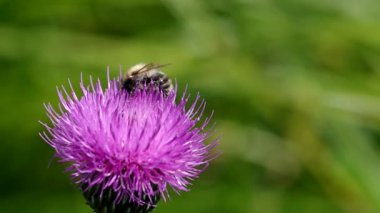 Çiçek açan thistle arıya