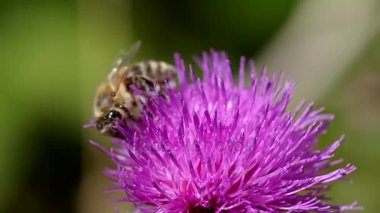 Çiçek açan thistle arıya