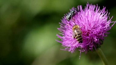 Çiçek açan thistle arıya