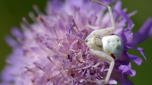 Weiße Spinne auf Blume — Stockvideo