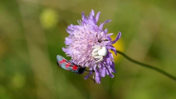 Білий павук на квітці — стокове відео