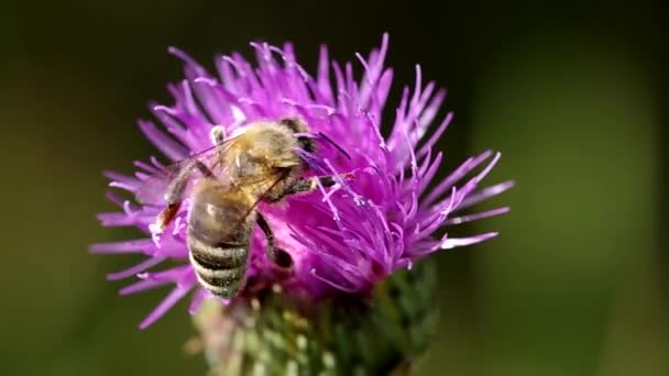 Пчела на цветущем чертополохе — стоковое видео