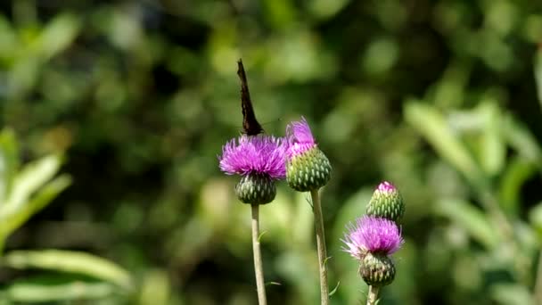 Schmetterling auf blühender Distel — Stockvideo