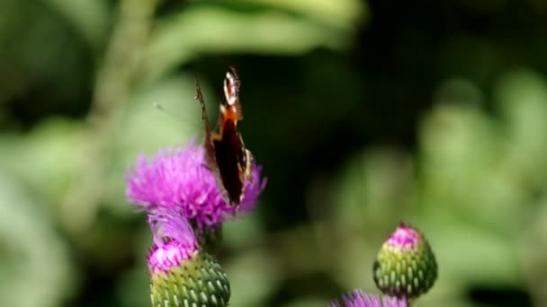 Fjäril på blommande tistel — Stockvideo