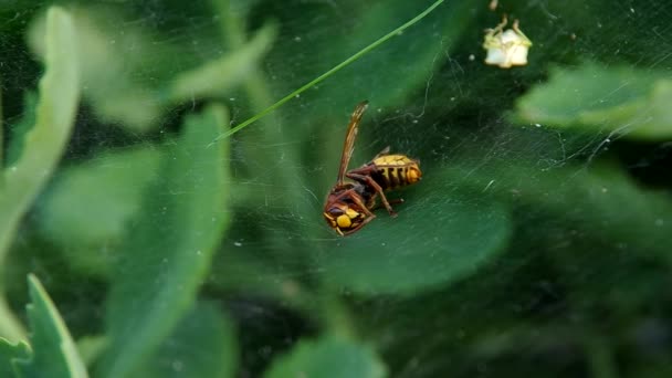 Hornet bir örümcek ağı içinde — Stok video