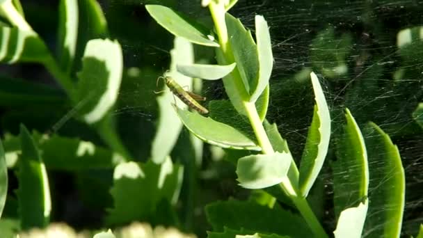 Sauterelles dans la toile d'araignée — Video