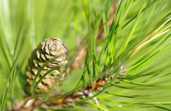 Cone on a pine tree — Stock Photo, Image