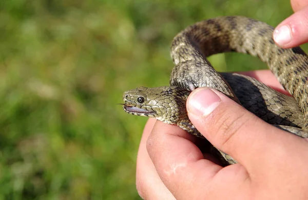 Austriaca Coronella Ευρωπαϊκό ομαλή φίδι — Φωτογραφία Αρχείου