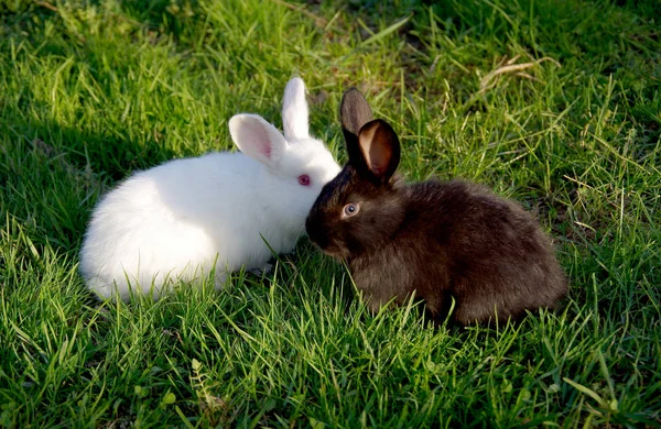 White and black rabbit on the grass — Stock Photo, Image