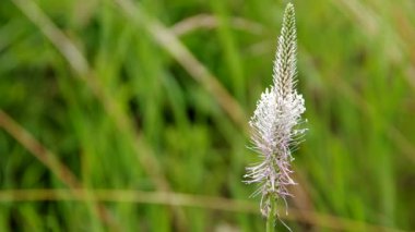 Ribwort muz detay