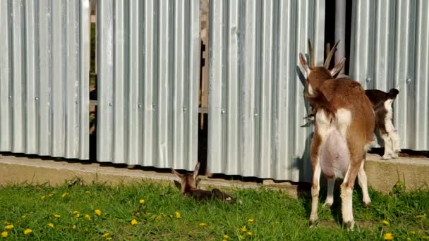 Manada de cabras — Vídeos de Stock