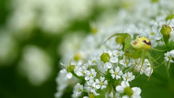 Groene spin op bloem — Stockvideo
