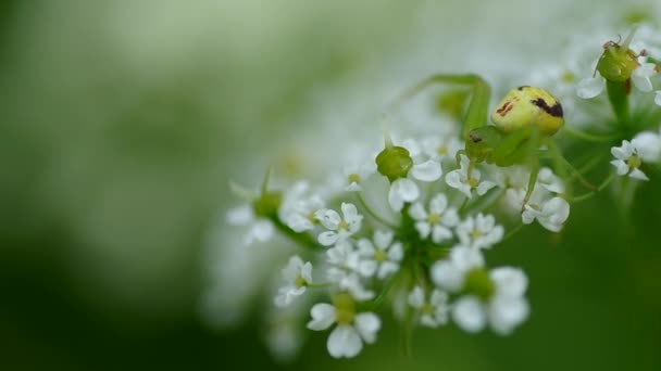 Grön spindel på blomma — Stockvideo