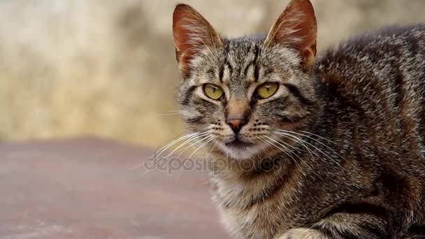 Gato menea con su cabeza — Vídeos de Stock