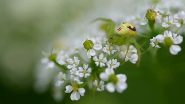 Aranha verde em flor — Vídeo de Stock