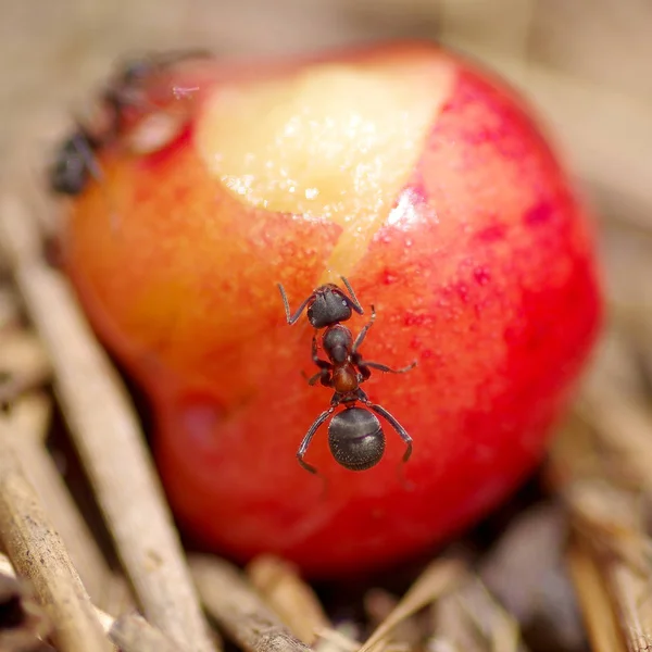 Ants and cherry — Stock Photo, Image