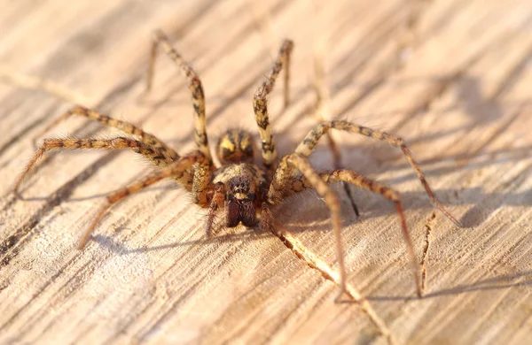 Spider en la superficie de madera — Foto de Stock