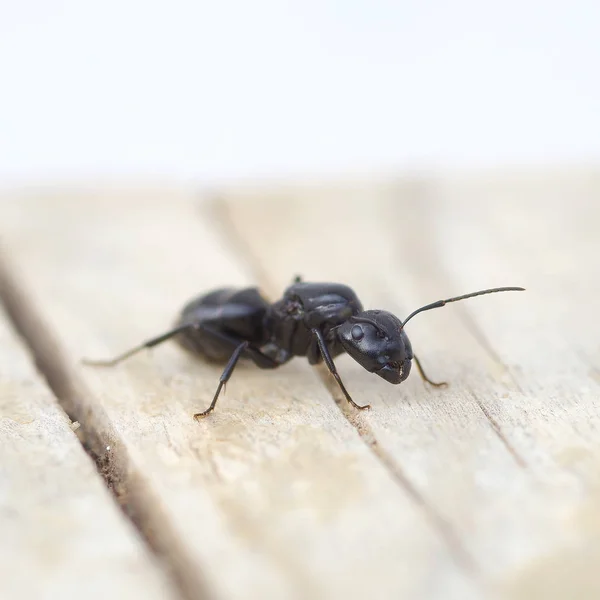 Formiga preta em madeira — Fotografia de Stock