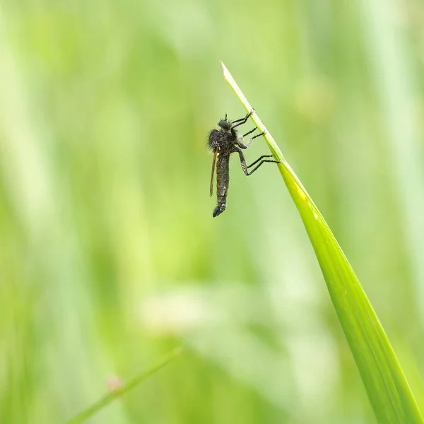 Fliegen auf dem Gras — Stockfoto