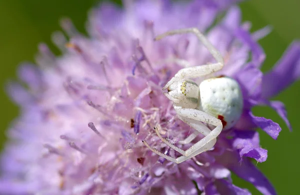 Білий павук на квітці — стокове фото