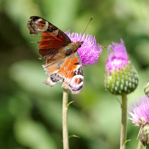 Motyl na kwitnący oset — Zdjęcie stockowe