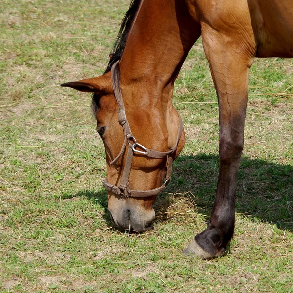 Horse eats grass — Stock Photo, Image