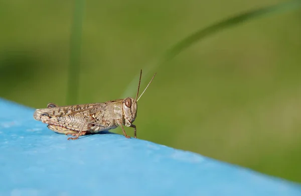 Ggrasshopper op een blauwe grond — Stockfoto