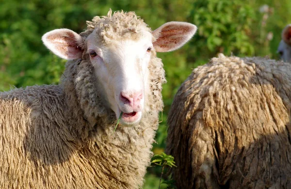 Sheep eats grass — Stock Photo, Image