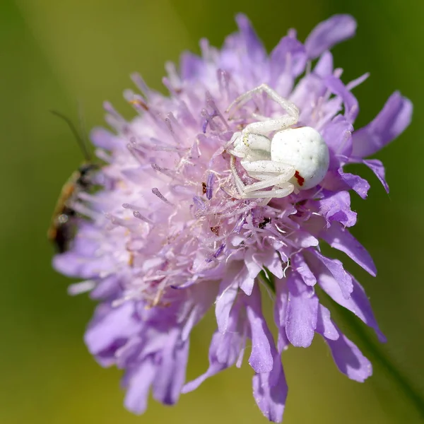 Biały pająk na kwiat — Zdjęcie stockowe
