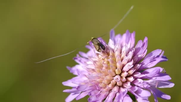 Beetle is on the flower — Stock Video