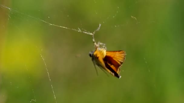 Mariposa en una tela de araña — Vídeos de Stock