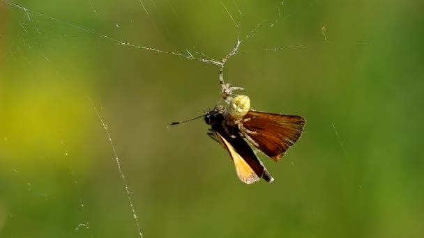 Pillangó a pók hálójában — Stock videók