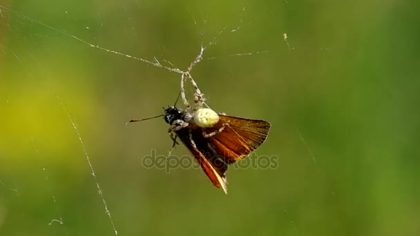 Mariposa en una tela de araña — Vídeos de Stock