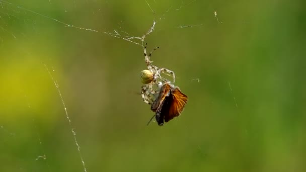 Schmetterling im Spinnennetz — Stockvideo