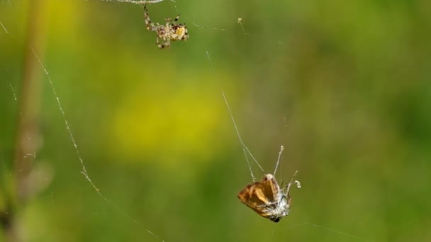 Borboleta na teia de uma aranha — Vídeo de Stock